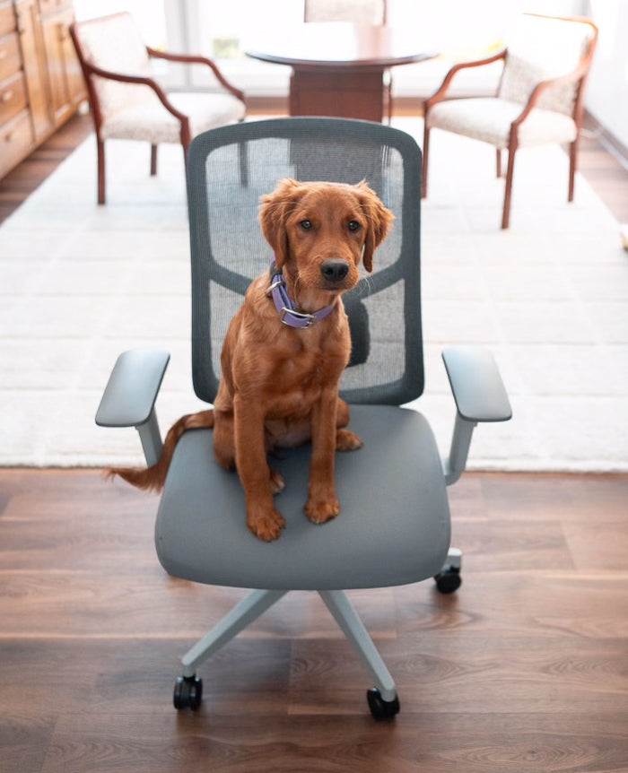 Dog on chair